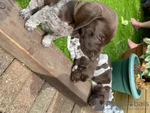 Additional photos: German Shorthaired Pointer Puppies for sale