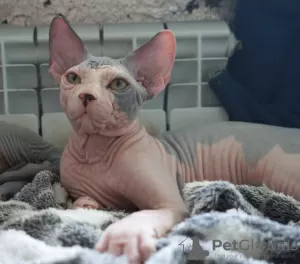 Additional photos: Canadian Sphynx kittens