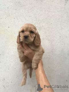 Additional photos: American cocker spaniel 4 females 1 male A quality puppies