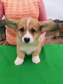 Additional photos: Welsh Corgi Pembroke Puppies