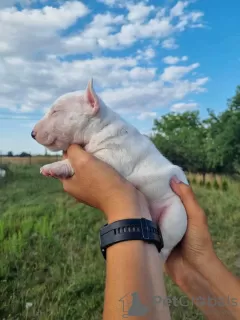 Additional photos: Miniature Bull Terrier FCI