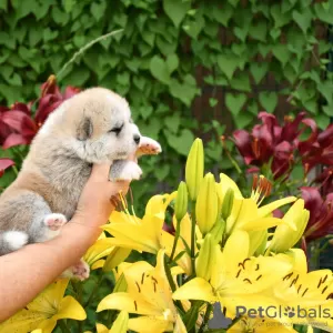 Photo №4. I will sell akita in the city of Cherkassky Bishkin. breeder - price - 500$