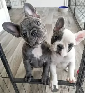 Photo №1. french bulldog - for sale in the city of Лидс | 300$ | Announcement № 121537