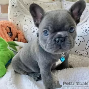 Photo №3. Beautiful French Bulldog puppies. Germany