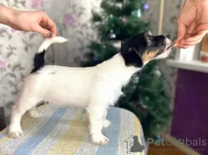 Photo №1. jack russell terrier - for sale in the city of Izhevsk | 328$ | Announcement № 8242