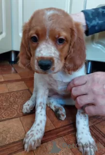 Additional photos: Breton spaniel puppies