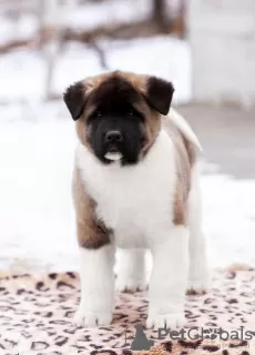 Photo №1. american akita - for sale in the city of Grodno | 1456$ | Announcement № 33084