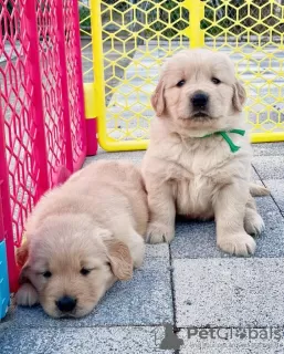 Photo №1. golden retriever - for sale in the city of Berlin | 400$ | Announcement № 38250