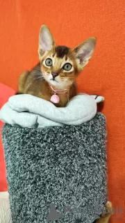 Photo №3. Elite Abyssinian kittens. Russian Federation