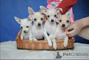 Photo №1. non-pedigree dogs - for sale in the city of Vladimir | negotiated | Announcement № 9403