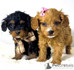 Photo №1. poodle (toy) - for sale in the city of Belgrade | Is free | Announcement № 119970