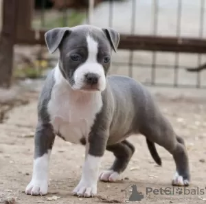 Photo №4. I will sell american staffordshire terrier in the city of Cetynia. breeder - price - negotiated