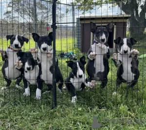 Photo №1. bull terrier - for sale in the city of Reboleira | 528$ | Announcement № 79477