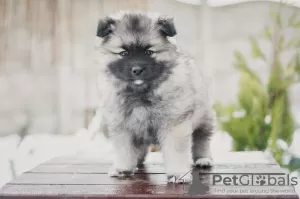 Photo №3. Keeshond puppy from Champion parents. Belarus