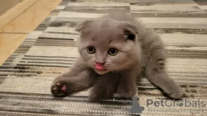 Additional photos: Scottish fold kitten