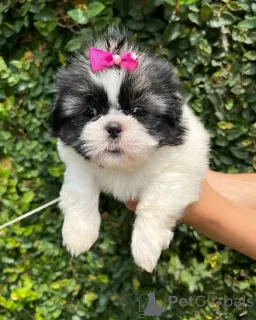 Photo №3. Beautiful male and female KC registered shih tzu pups. Poland