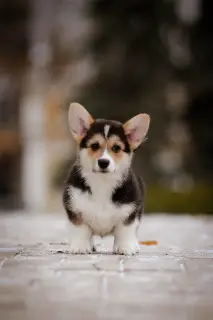 Additional photos: Chic Welsh Corgi Pembroke Puppies