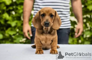 Additional photos: Standard dachshund puppies