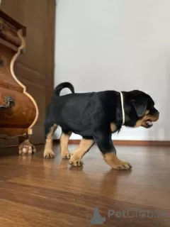 Additional photos: Purebred Rottweiler puppies