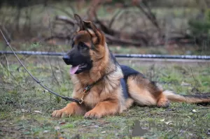 Photo №2 to announcement № 6495 for the sale of german shepherd - buy in Ukraine from nursery, breeder