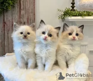 Photo №1. ragdoll - for sale in the city of Robbinsville Township | 275$ | Announcement № 108610