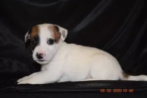 Additional photos: Jack Russell Terrier Puppies