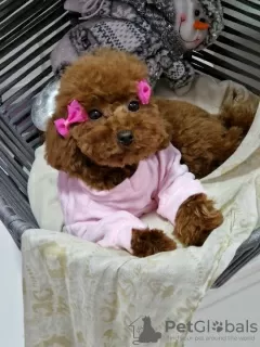 Additional photos: Apricot and red toy poodles