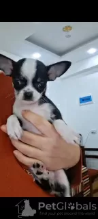 Additional photos: Mini Chihuahuas