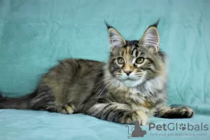 Photo №2 to announcement № 14217 for the sale of maine coon - buy in Russian Federation from nursery