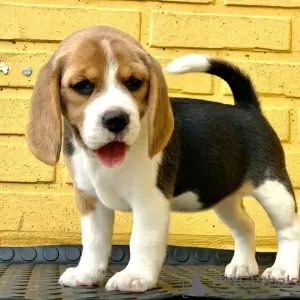 Photo №1. beagle - for sale in the city of Southbank | negotiated | Announcement № 38236