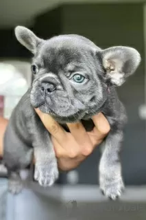 Photo №3. French bulldogs puppies for sale  Soni Loliand Lola. United States