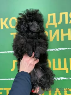 Photo №3. Gorgeous poodle puppy. Czech Republic