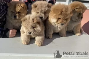 Additional photos: Chow Chow puppies