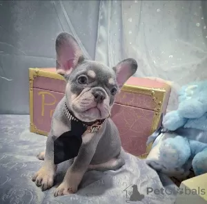 Photo №2 to announcement № 116927 for the sale of french bulldog - buy in Belgium private announcement, breeder