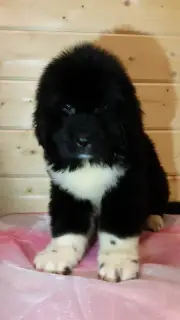 Additional photos: Newfoundland Puppies