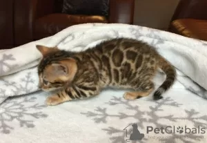 Photo №2 to announcement № 107898 for the sale of bengal cat - buy in Germany breeder