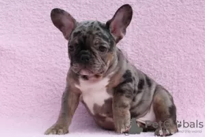 Photo №1. french bulldog - for sale in the city of Kiev | 2000$ | Announcement № 10389