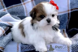 Photo №1. shih tzu - for sale in the city of Онфлёр | 528$ | Announcement № 31690