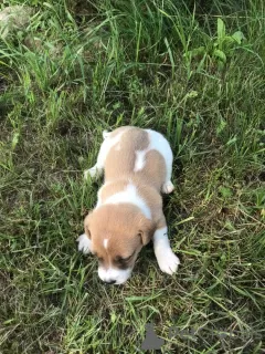 Additional photos: Jack Russell Terrier puppies for sale