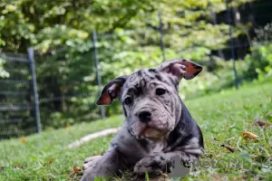 Photo №3. American Bully pocket merle. Slovenia