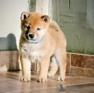 Photo №3. Shiba inu puppies. Serbia