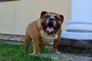 Photo №3. English Bulldog Male. Poland