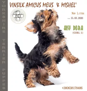 Photo №3. puppy yorkshire terrier girl standard KSU. Ukraine