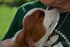 Photo №3. Cavalier King Charles Spaniel ZKWP / FCI. Poland