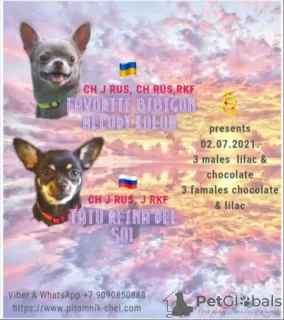 Photo №1. chihuahua - for sale in the city of Miass | 877$ | Announcement № 3102