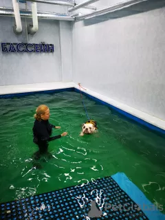 Additional photos: Swimming pool for dogs