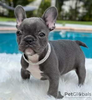 Photo №4. I will sell french bulldog in the city of Regensburg. private announcement, from nursery, breeder - price - 423$