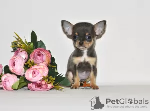 Photo №2 to announcement № 32612 for the sale of chihuahua - buy in Russian Federation from nursery, breeder