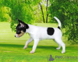 Photo №2 to announcement № 8282 for the sale of toy fox terrier - buy in Russian Federation breeder