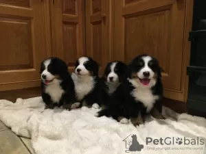 Photo №1. bernese mountain dog - for sale in the city of Námestovo | 354$ | Announcement № 29253